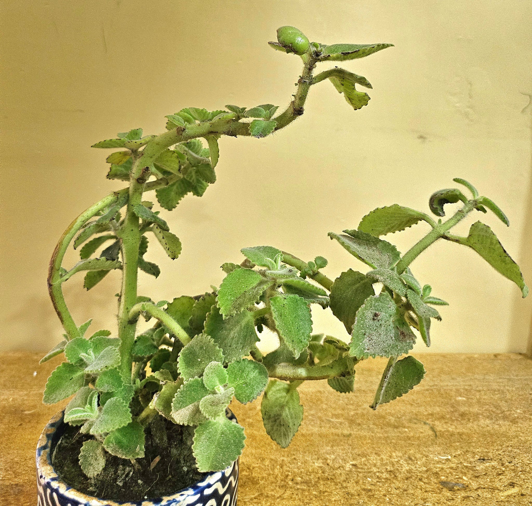 Ajwain