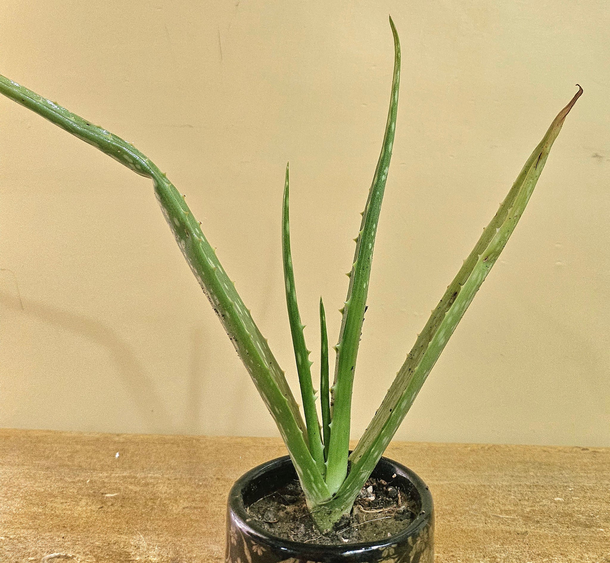 Aloe Vera