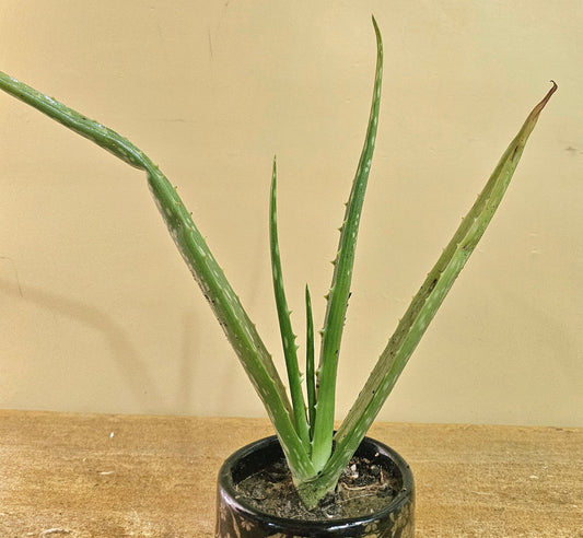 Aloe Vera