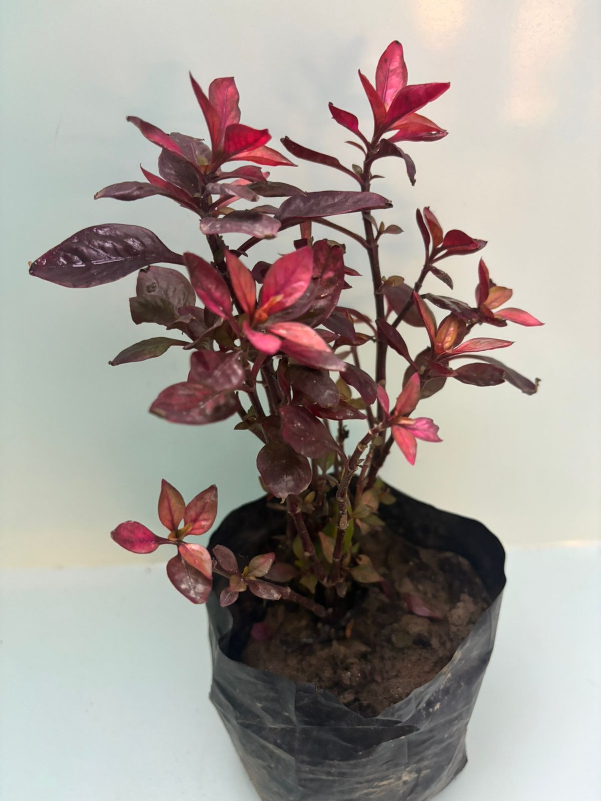 Alternanthera