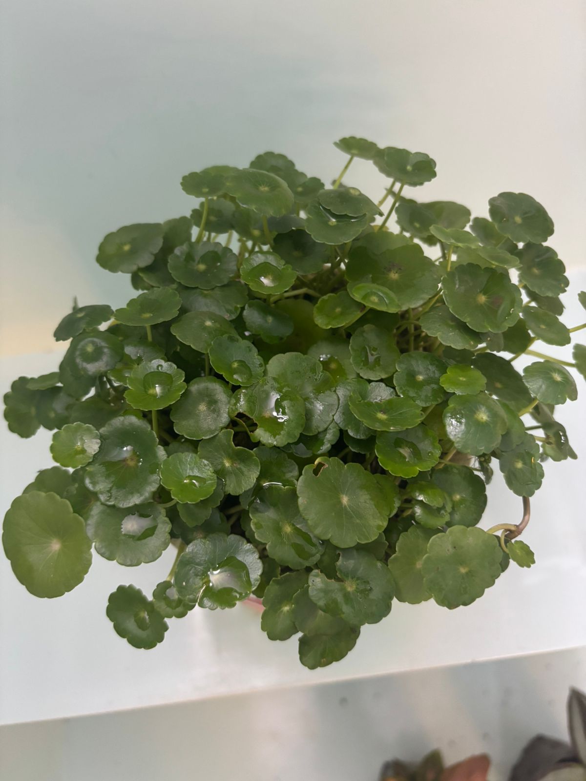 Brahmi Gotu Kola