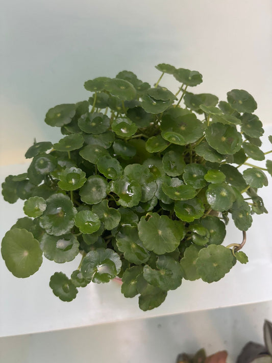 Brahmi Gotu Kola