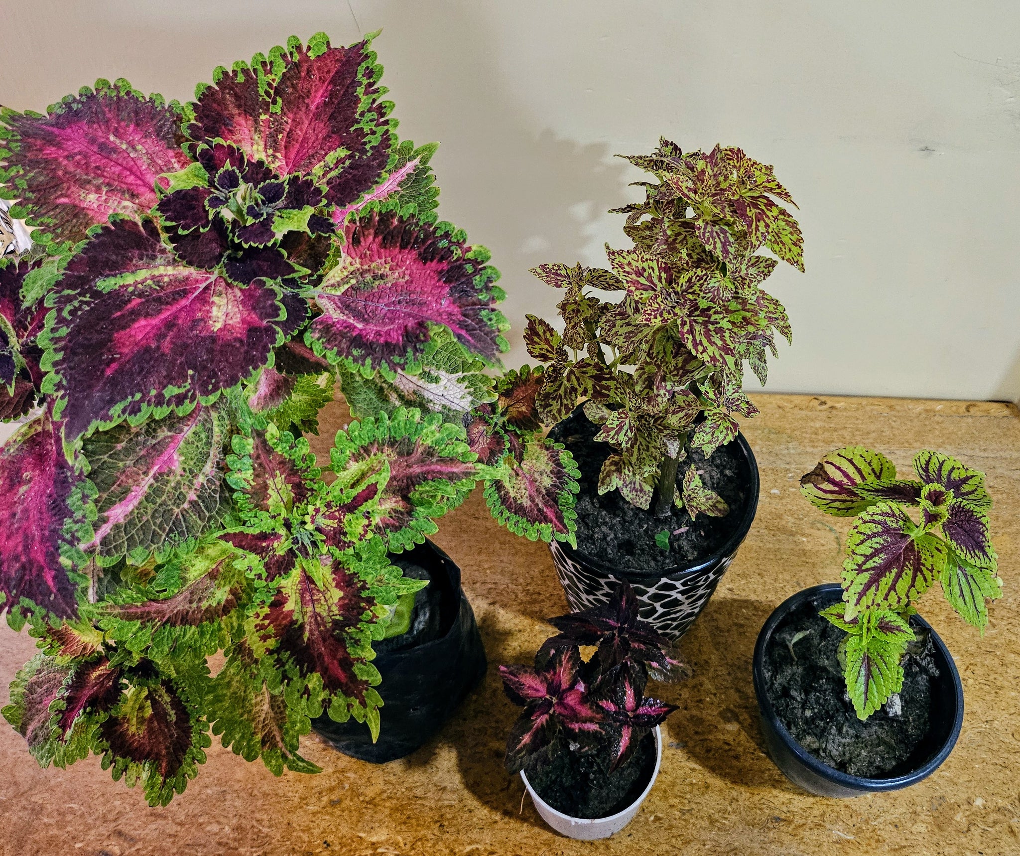 Coleus