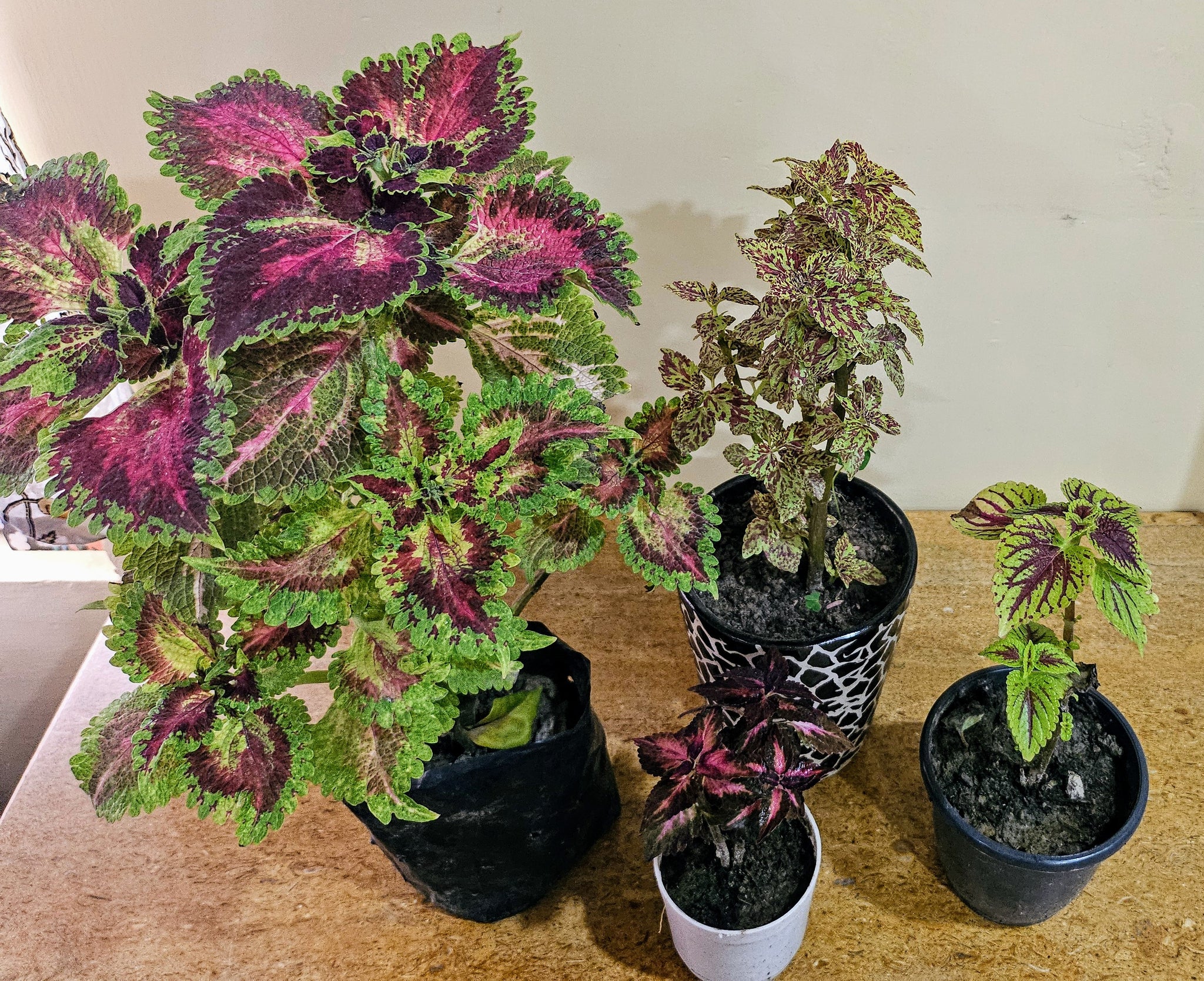 Coleus