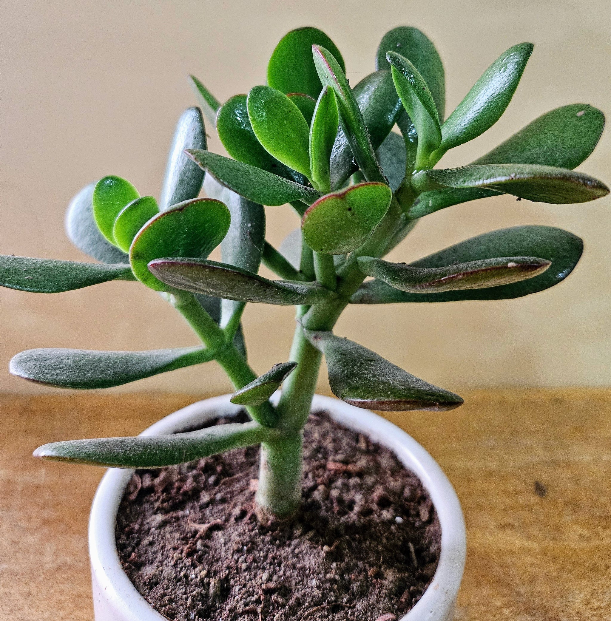 Crassula