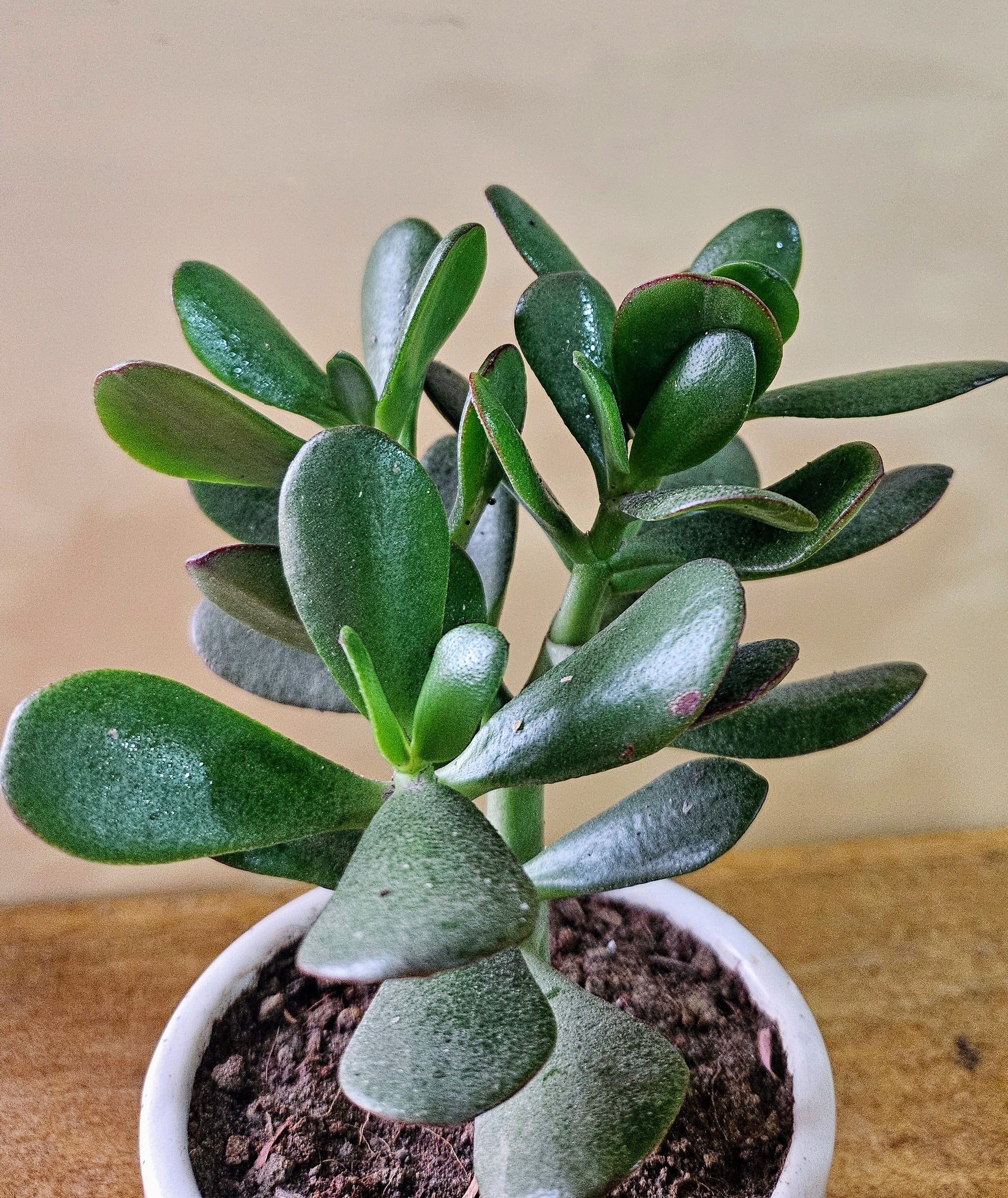 Crassula
